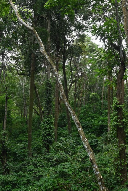 Free Dense foliage in a green forest in Madikeri, Karnataka, India, showcasing natural beauty. Stock Photo