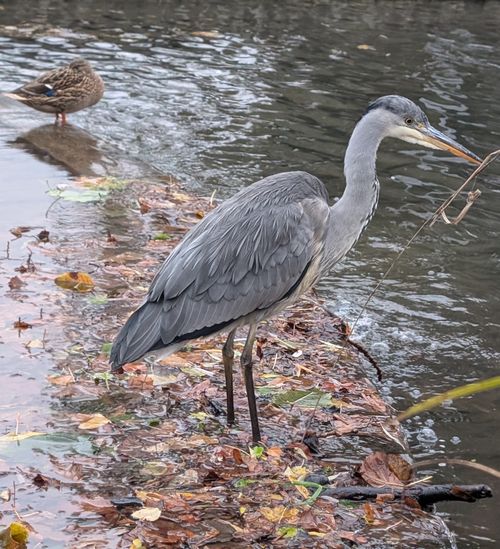 Free stock photo of duck, heron Stock Photo