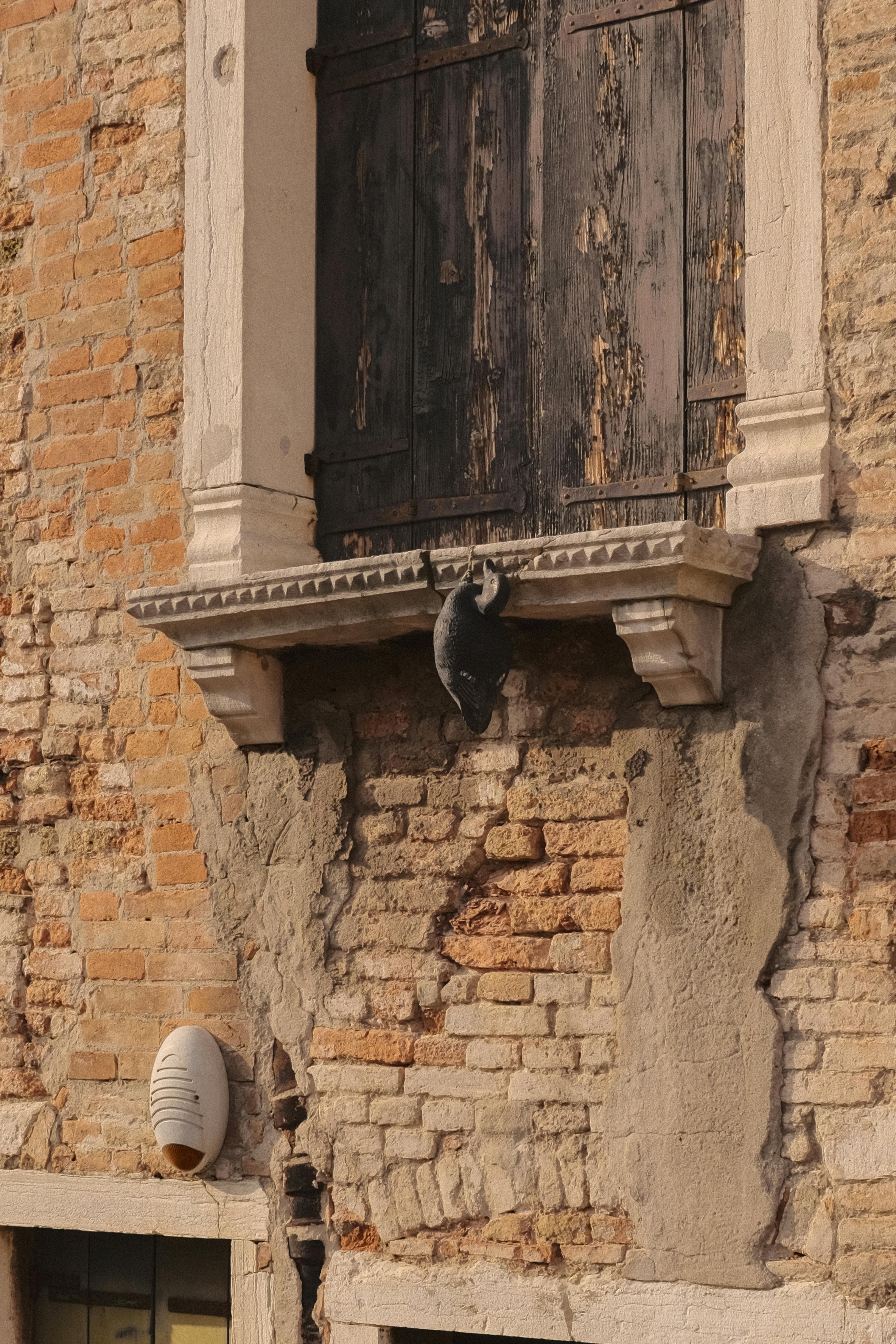 Gratis Forvitret vegg i Venezia med en katteskulptur som klatrer opp i en vinduskarm. Arkivbilde