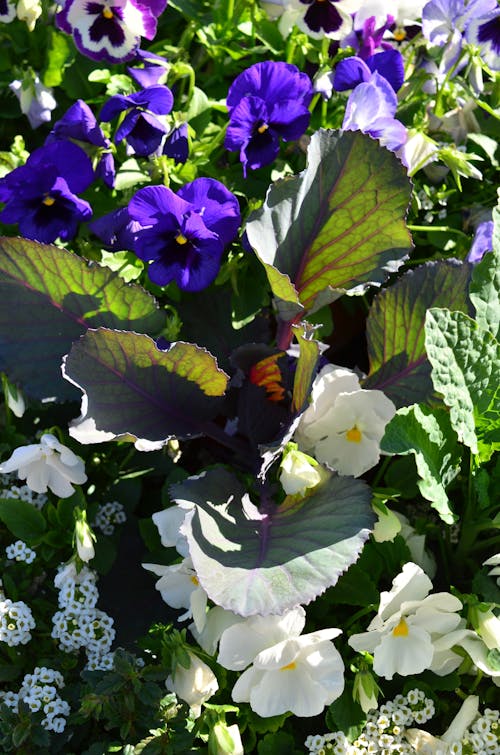 Free stock photo of flowering plant, garden, garden flower
