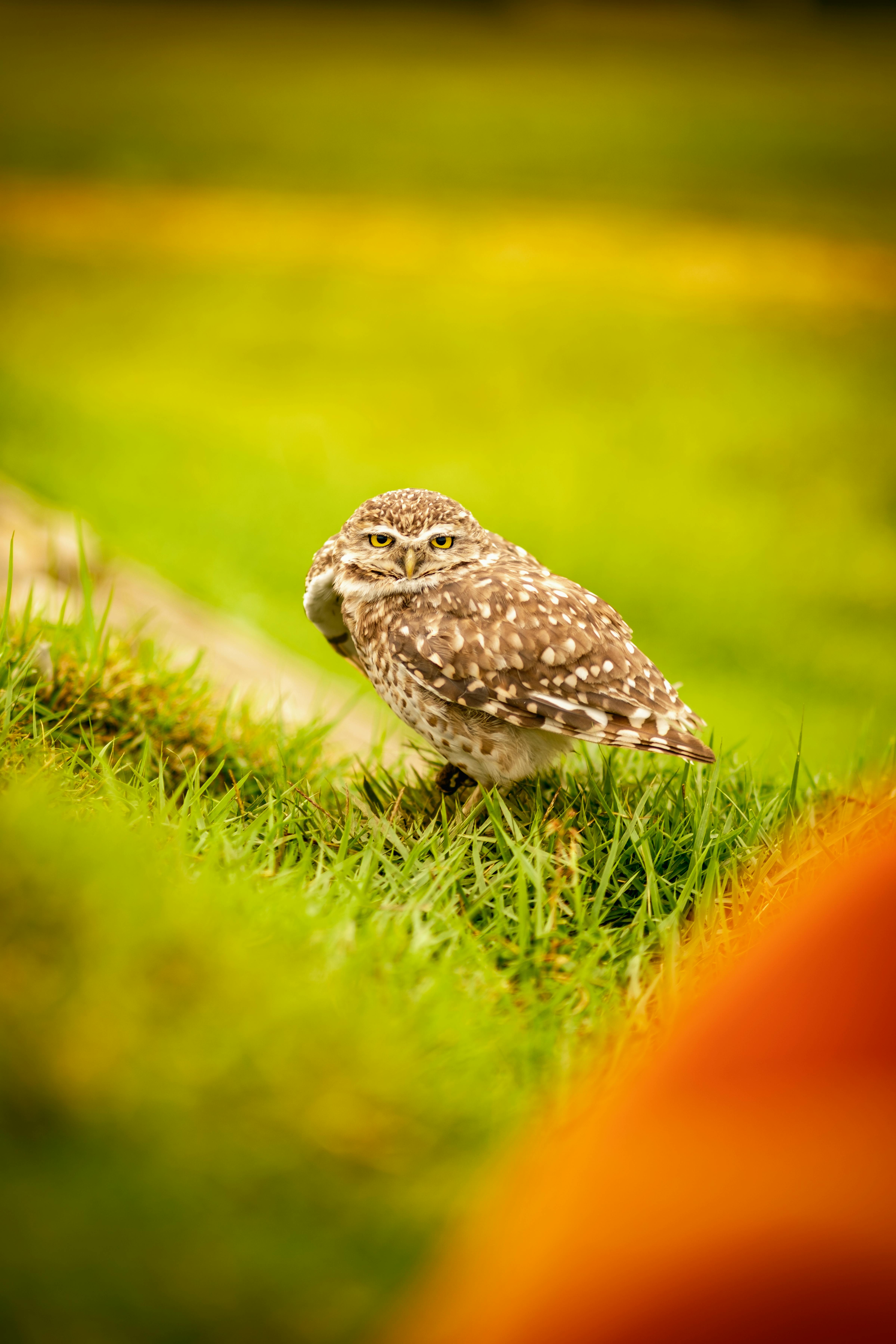Kostnadsfria Kostnadsfri bild av athene cunicularia, befjädrad, bevarande Stock foto