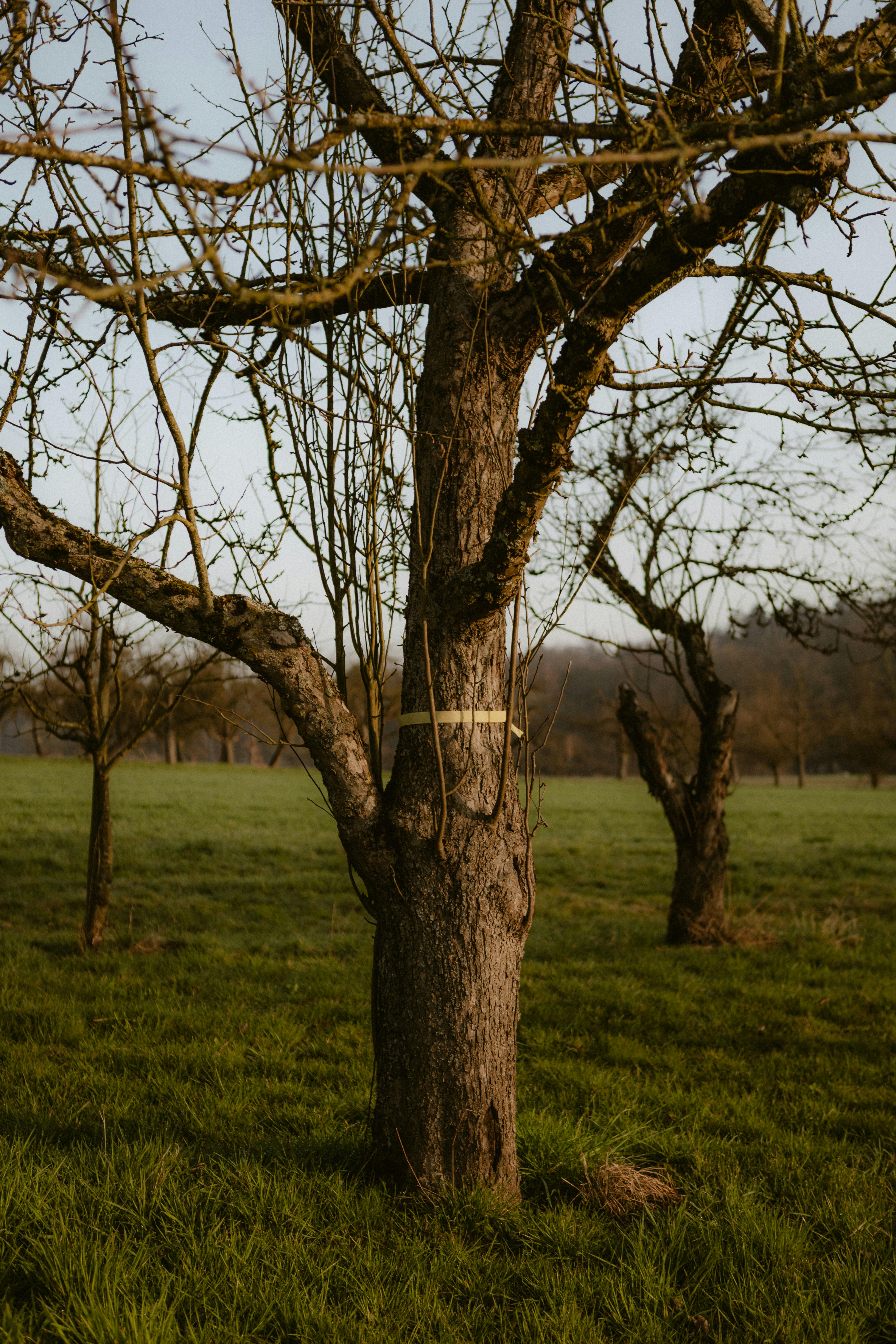 無料 静かな冬の果樹園に立つ一本の木。自然の静けさをとらえています。 写真素材