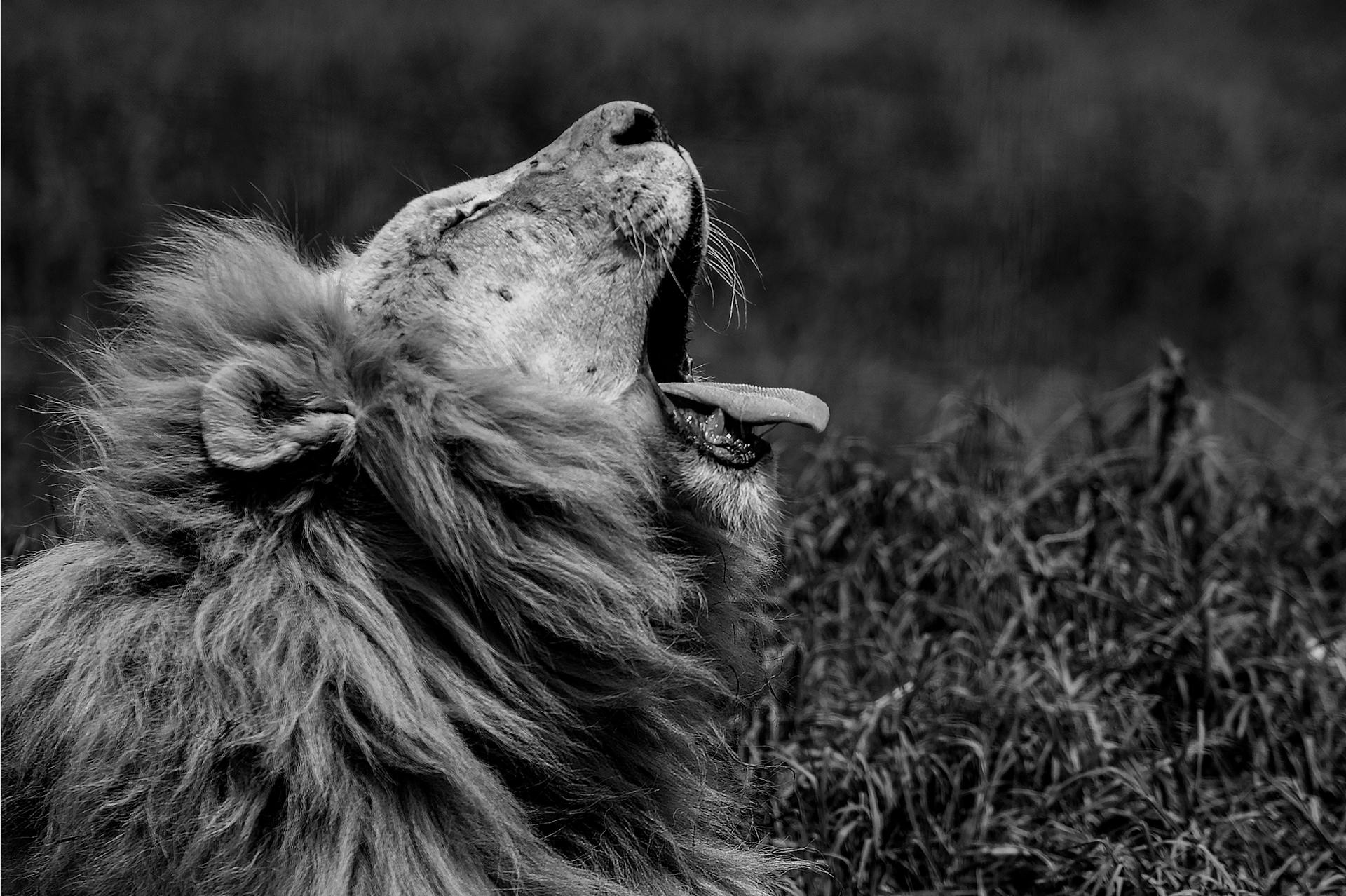 Monochrome Photo of Yawning Lion