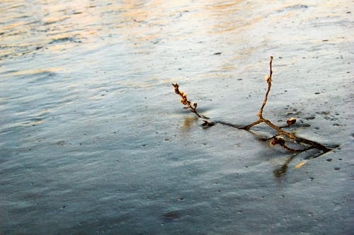 Free stock photo of background, blue, branch