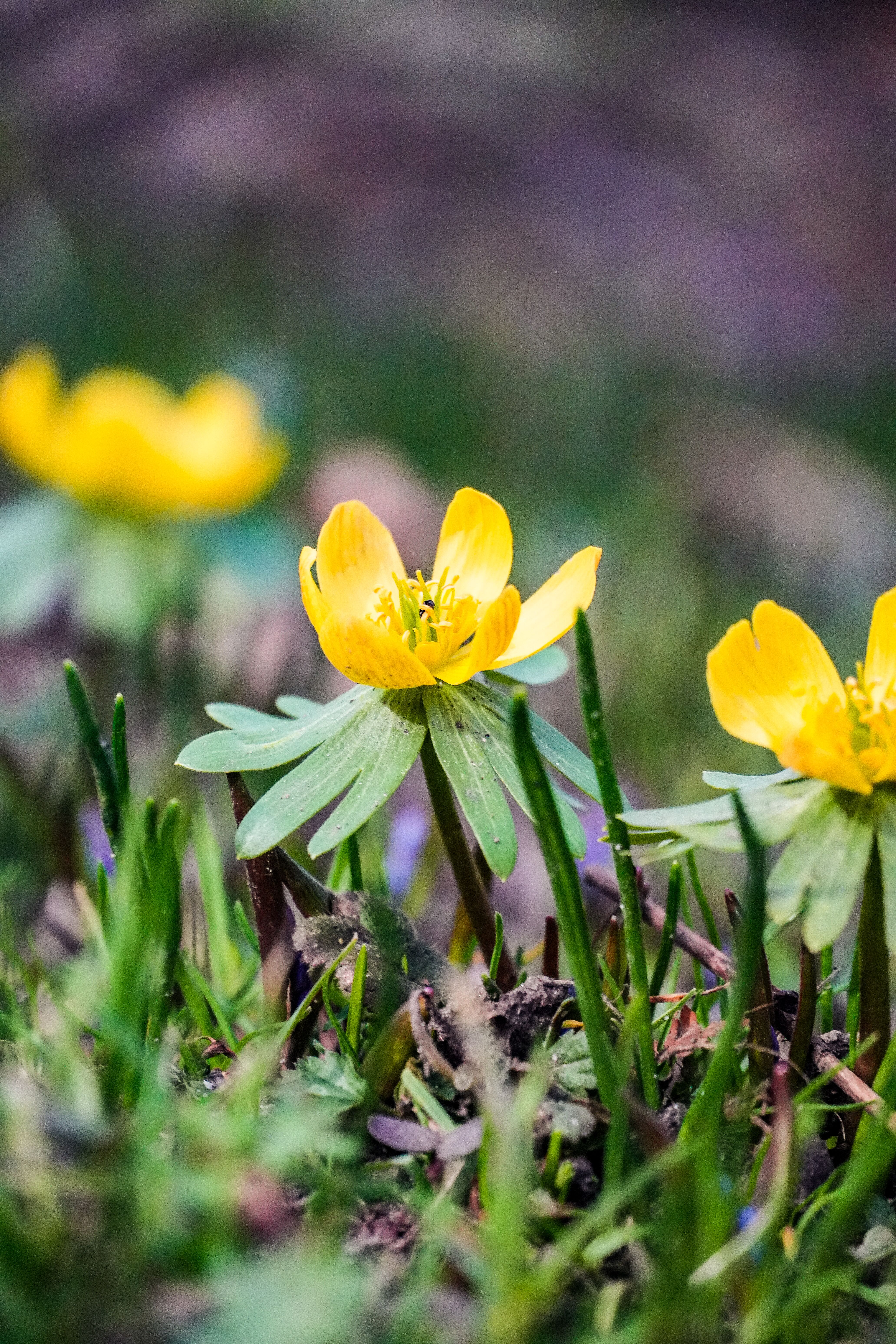 Bright Yellow Winter Aconite Blooms in Springtime Germany · Free Stock ...