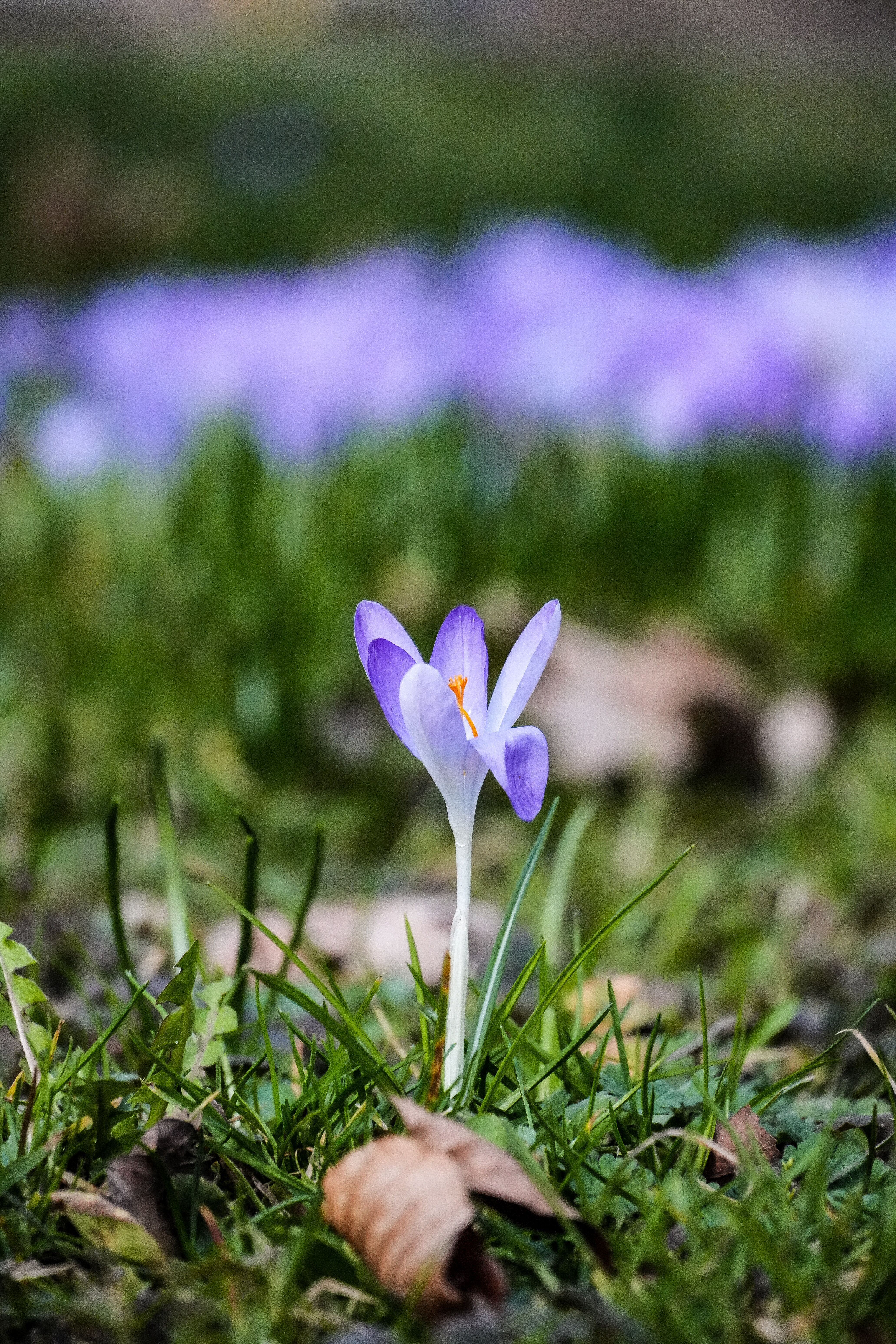 Vibrant Spring Crocus in Bloom, Germany · Free Stock Photo