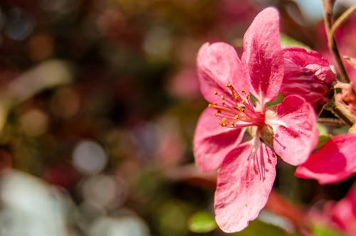 Free stock photo of bloom, blossom, close-up