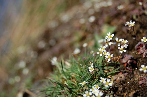 Free stock photo of background, bloom, blooming