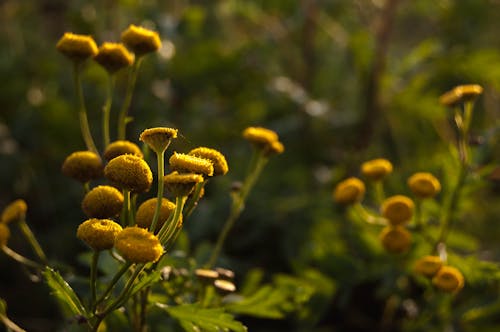 Free stock photo of botanical, close-up, detail