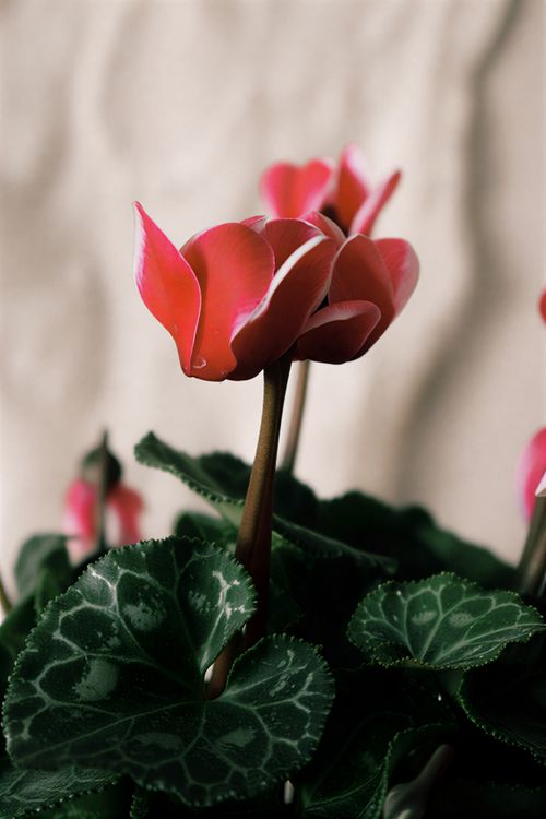 Free Elegant cyclamen flowers with vibrant pink petals and green leaves. Stock Photo