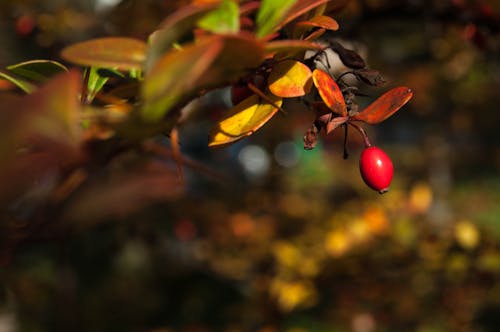 Free stock photo of autumn, background, berry