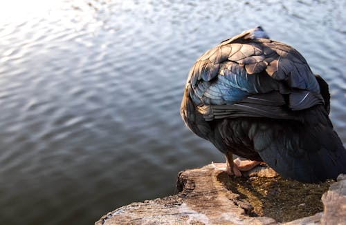 Free stock photo of animal, background, bird