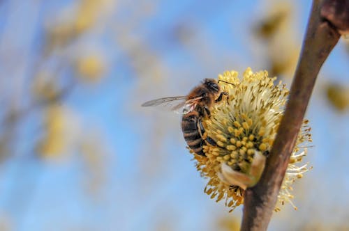 Free stock photo of bee, bug, close