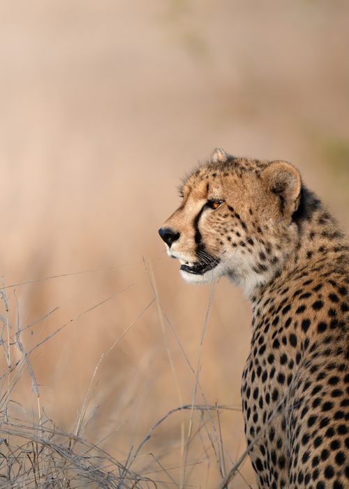 Free A captivating portrait of a cheetah in the South African savannah, highlighting its elegant and powerful presence. Stock Photo
