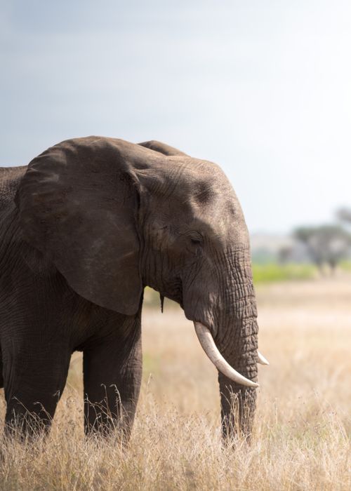 Free Close-up of a wild African elephant in the grasslands of South Africa. Stock Photo