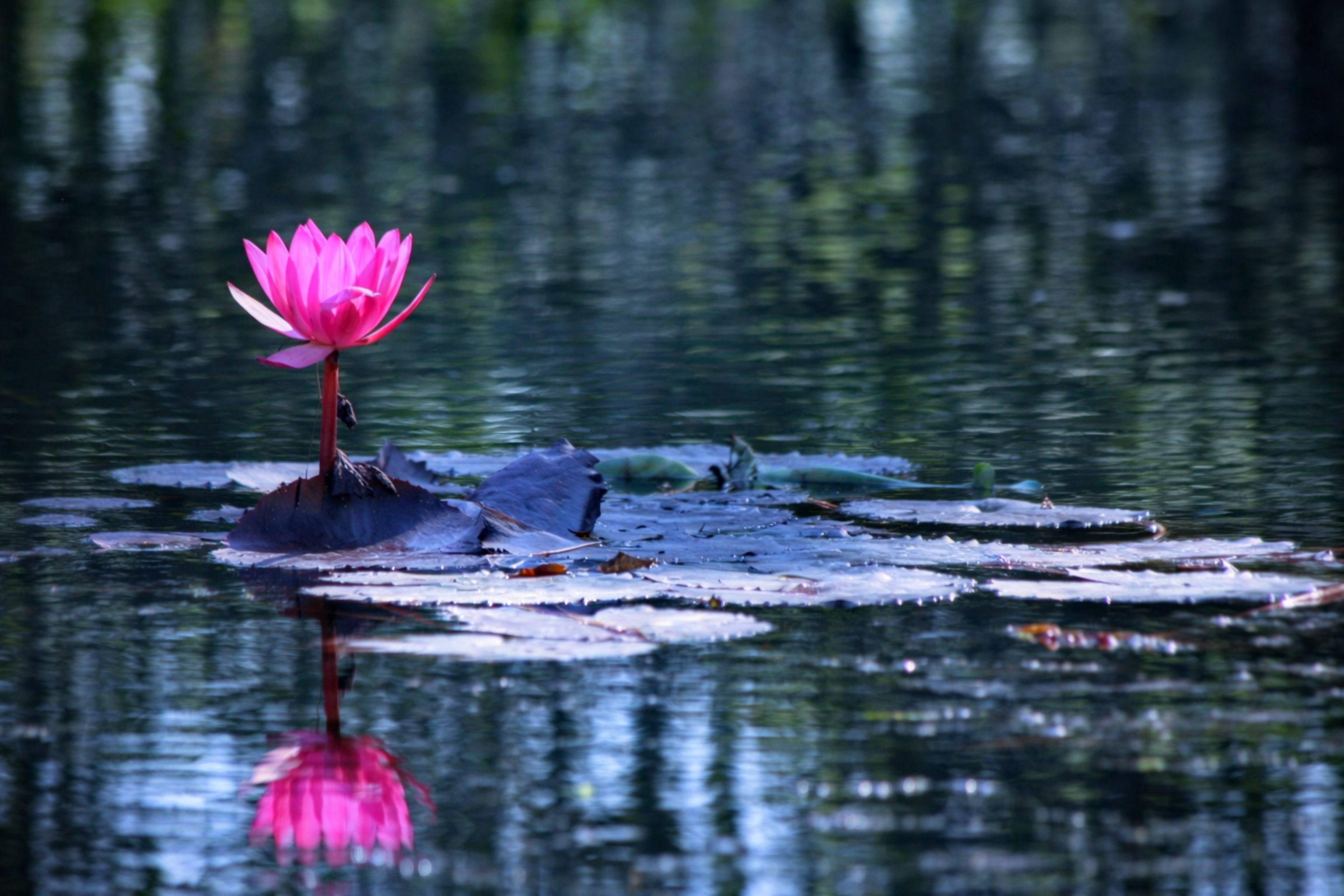 Serene Lotus Floating in Rasikbil Lake · Free Stock Photo