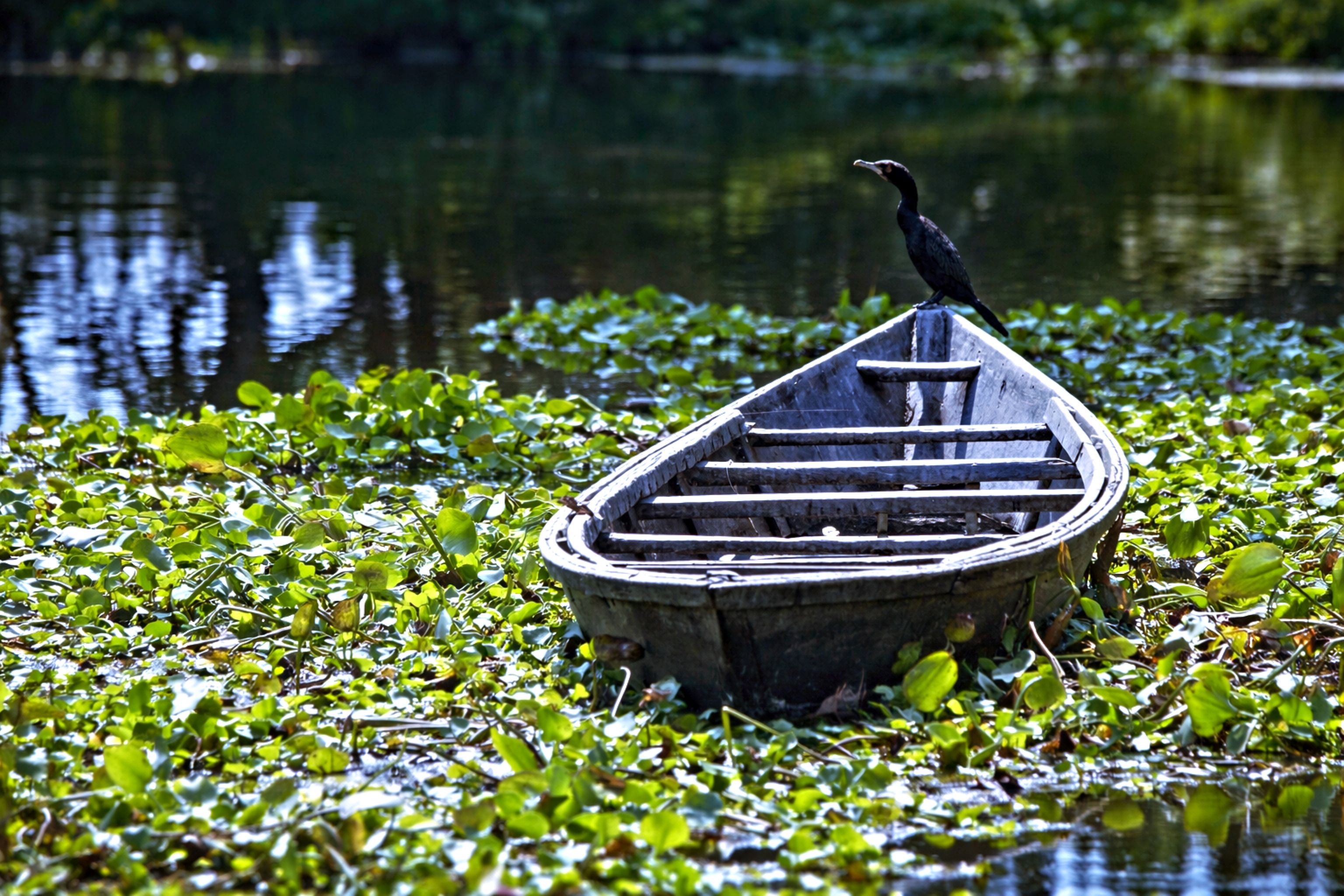 Serene Boat and Cormorant in Rasikbil Lake · Free Stock Photo