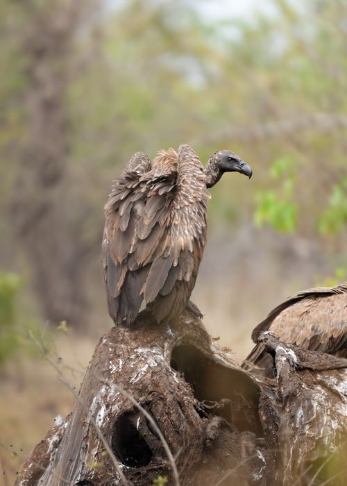 Free Capture of a vulture perched on a tree stump in the wild landscape of South Africa, showcasing nature's raw beauty. Stock Photo