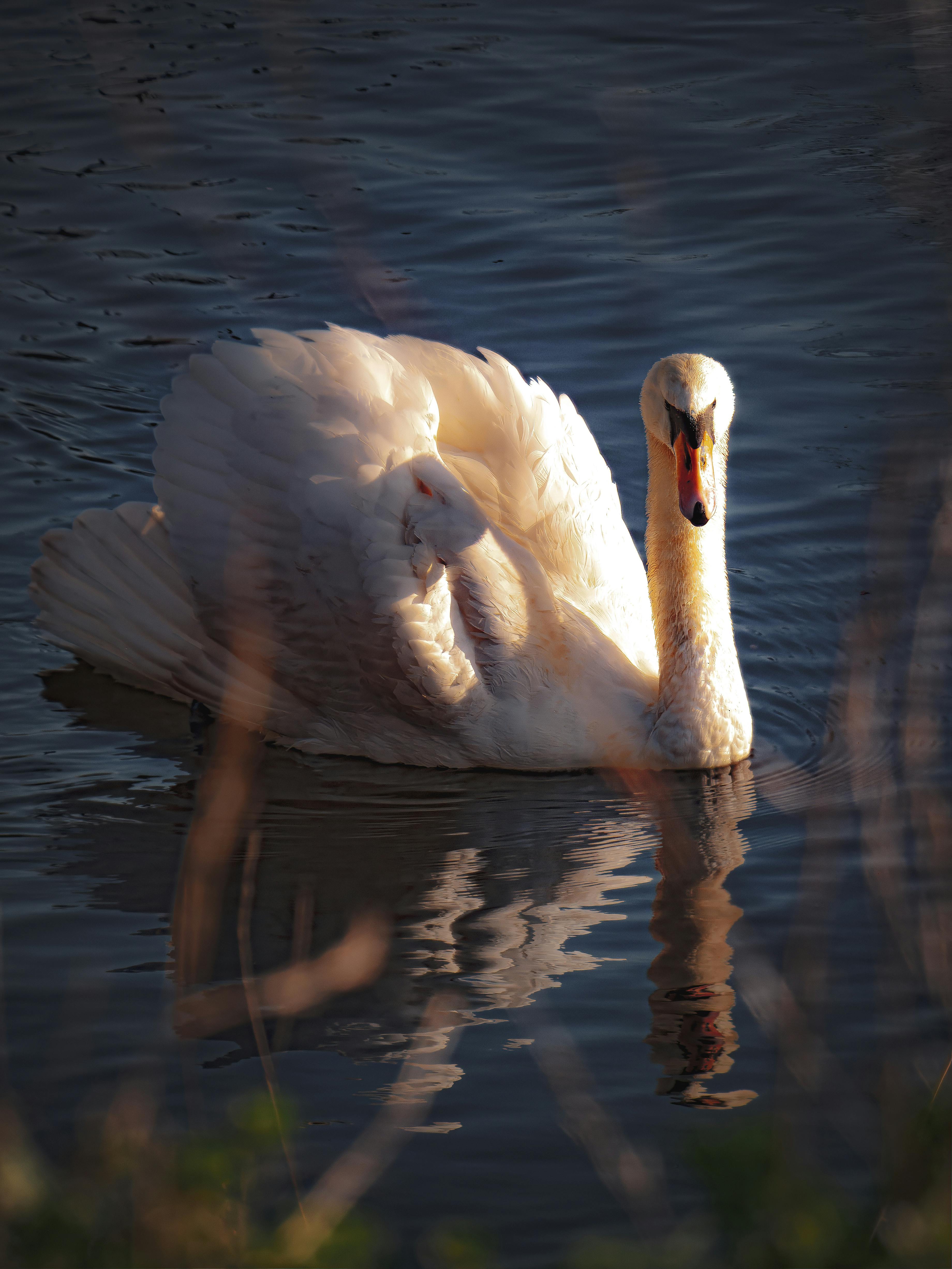 A majestic white swan glides across a serene lake, reflecting sunlight beautifully.