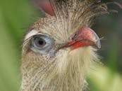 Close-up of a Red-legged Seriema in Brazil