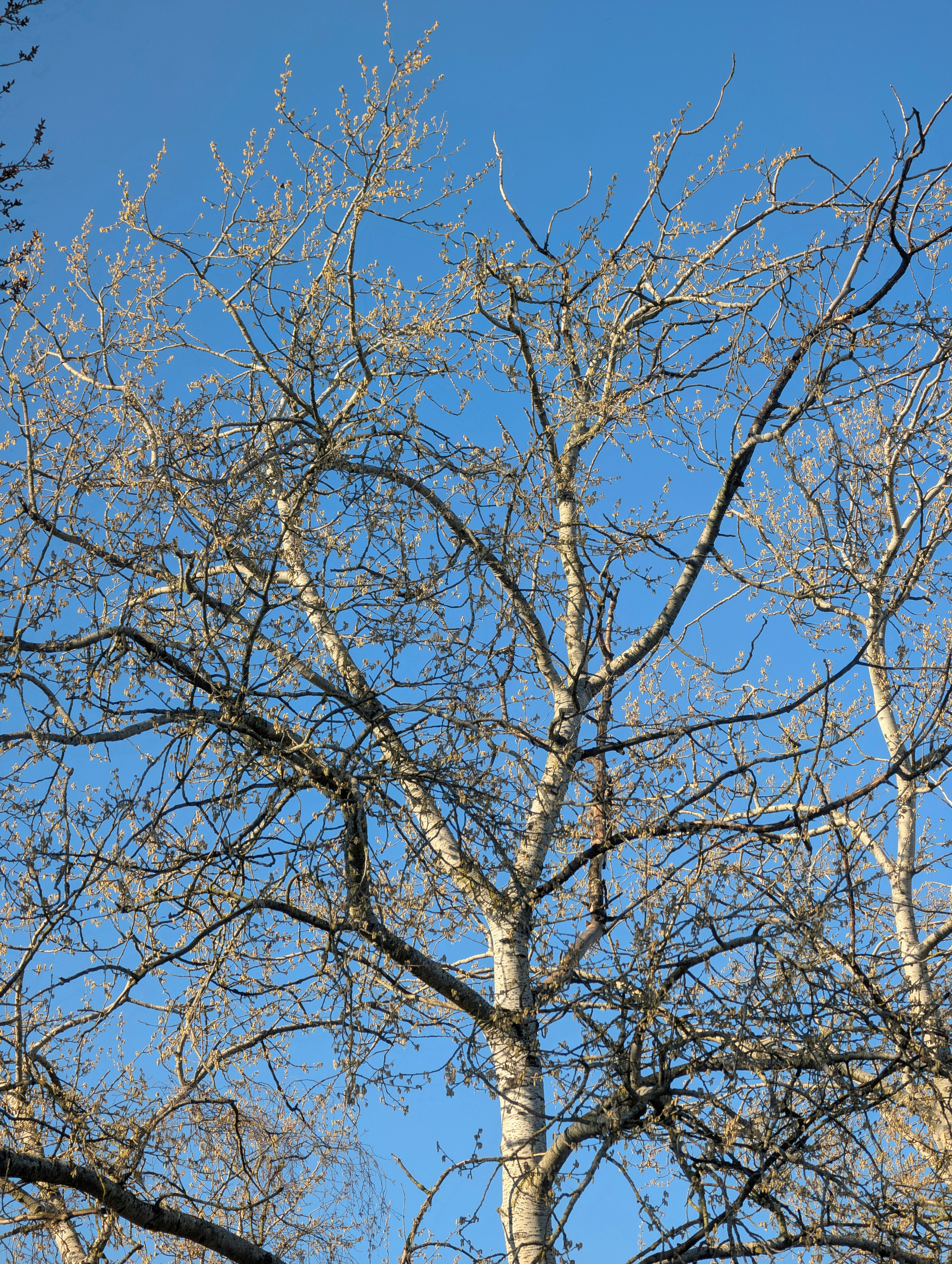 Gratis Bare tregrener strekker seg mot en klar blå himmel og fanger den tidlige våren. Arkivbilde