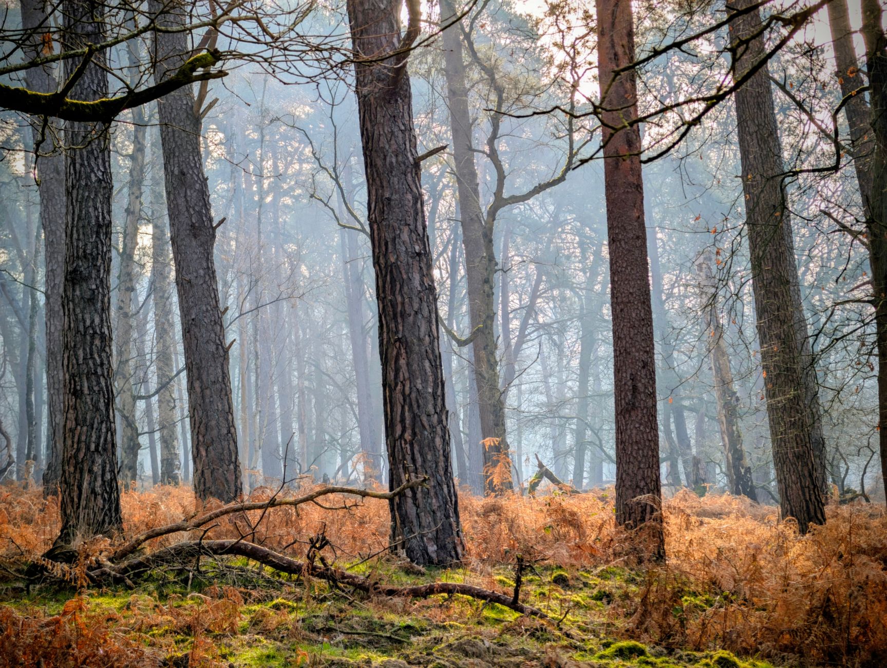 Wald & Bäume in der Natur – Elegantes Landschaftsfoto (von Werner Redlich, 8160×6144, #36514523)