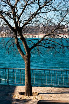Serene view of a bare tree by the water with a vibrant cityscape in the background.