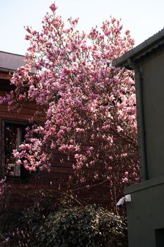 Beautiful magnolia tree in full bloom against rustic urban buildings capturing the essence of spring.