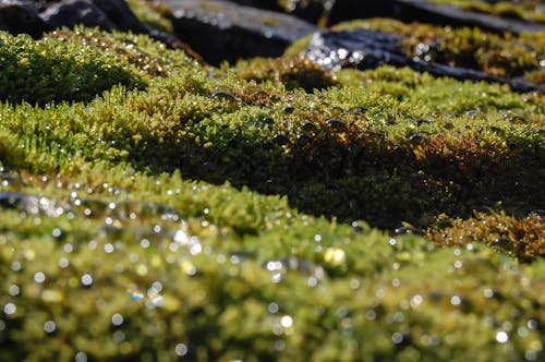 Free stock photo of bubbles, close-up, green