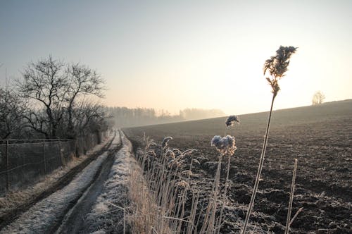 Free stock photo of field, frosty, morning