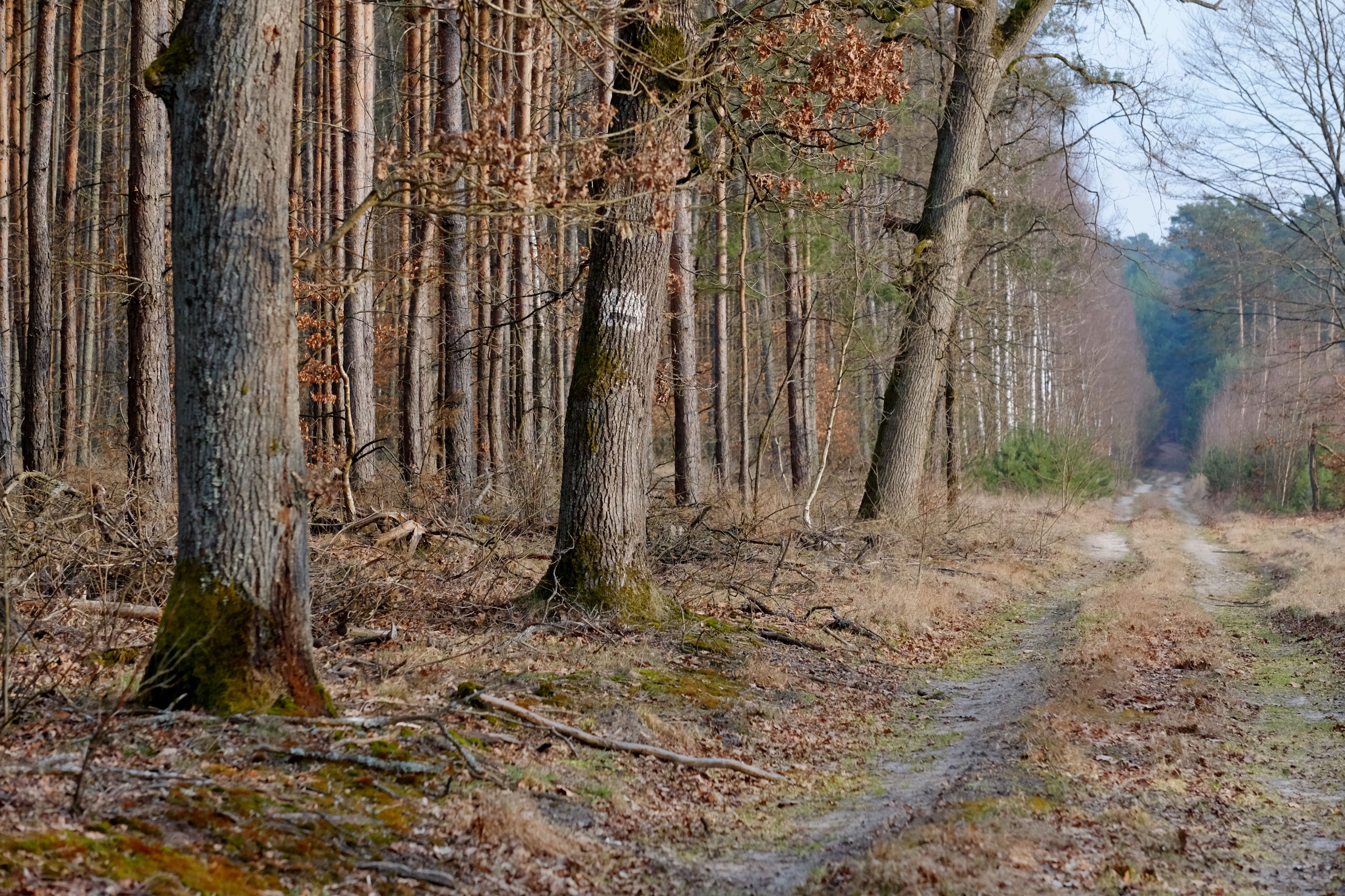 Serene Forest Path with Bare Trees in Winter · Free Stock Photo