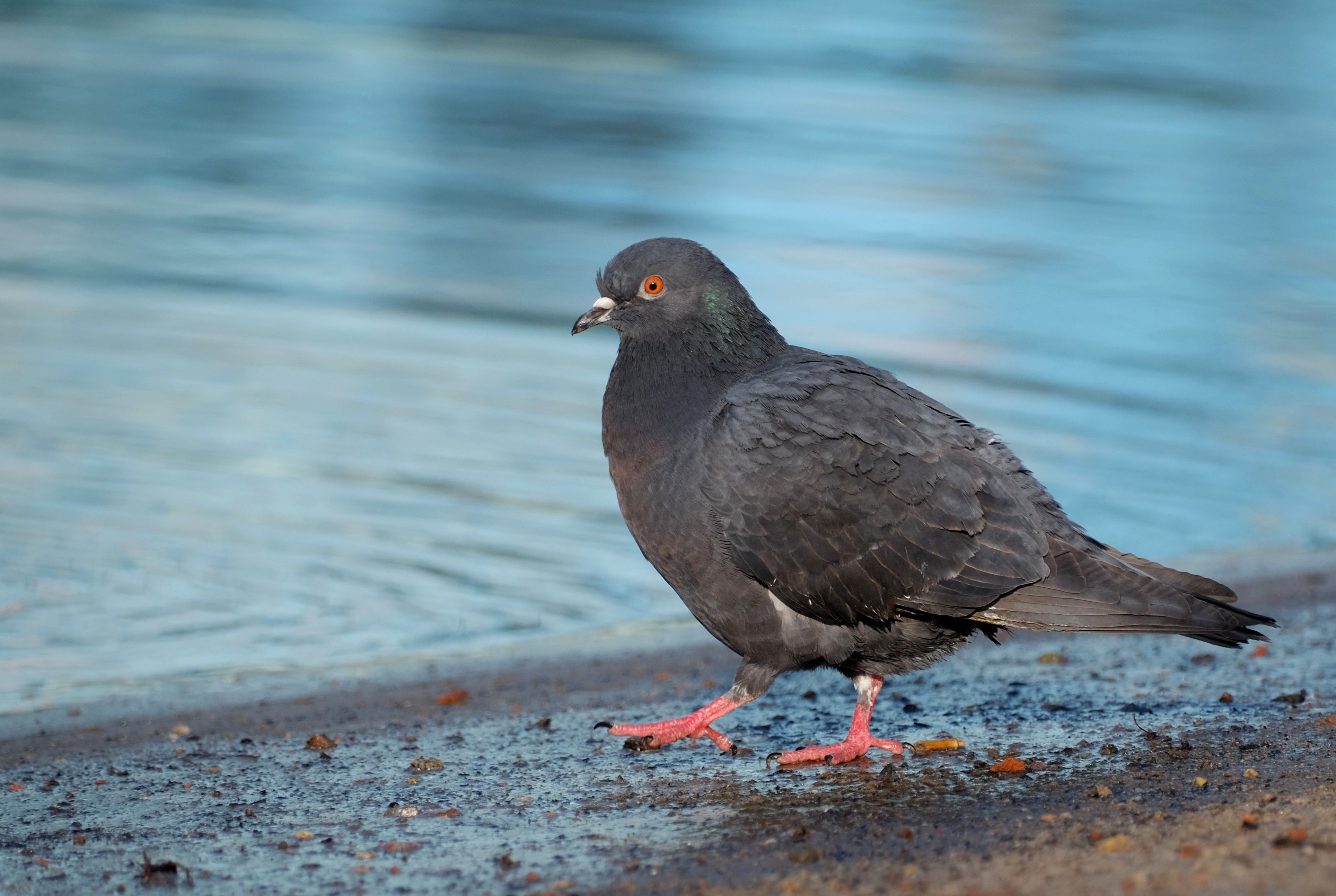 Detailed image of a pigeon standing near water, highlighting its plumage and natural habitat.