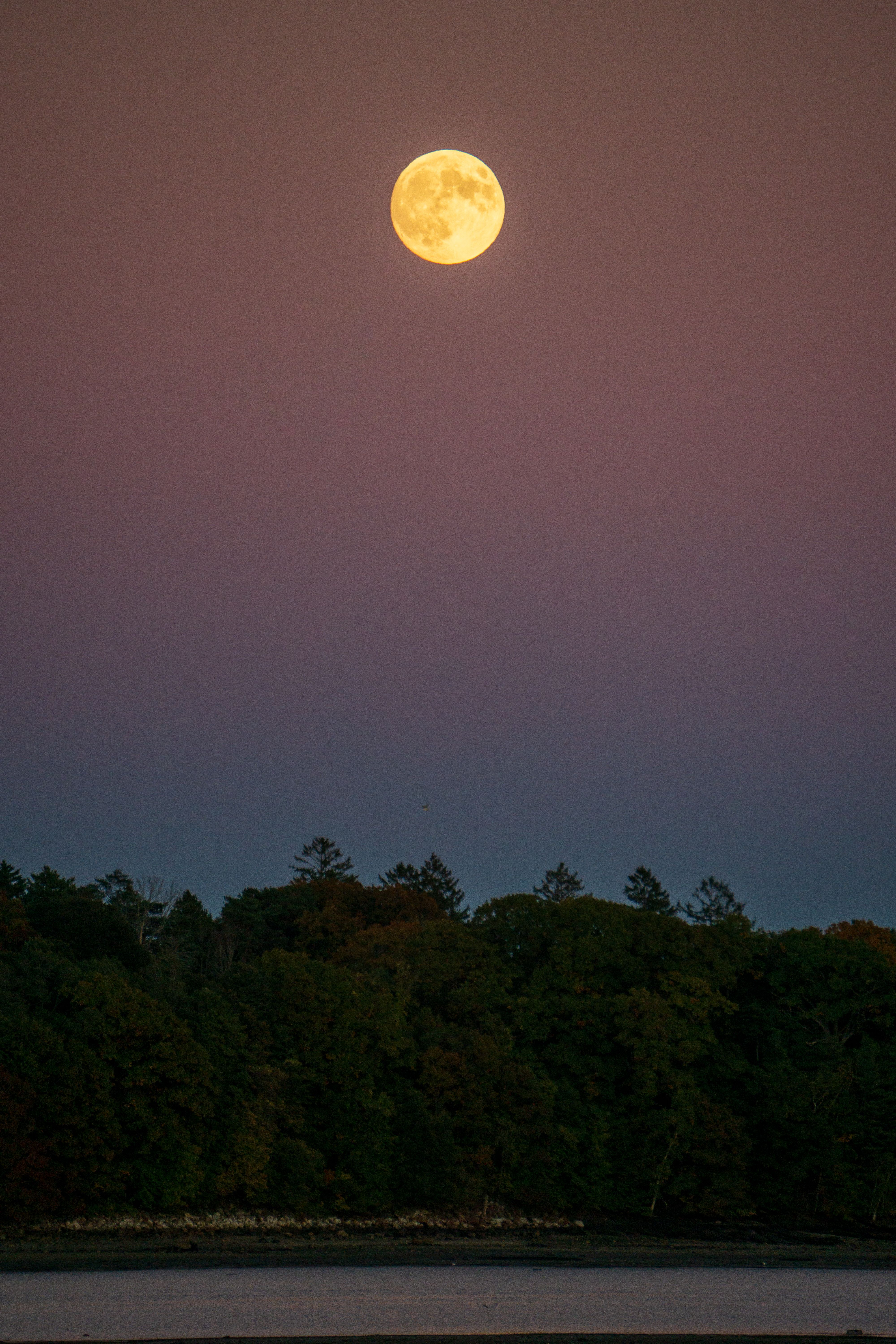 Full Moon Rise Over Forest at Twilight · Free Stock Photo