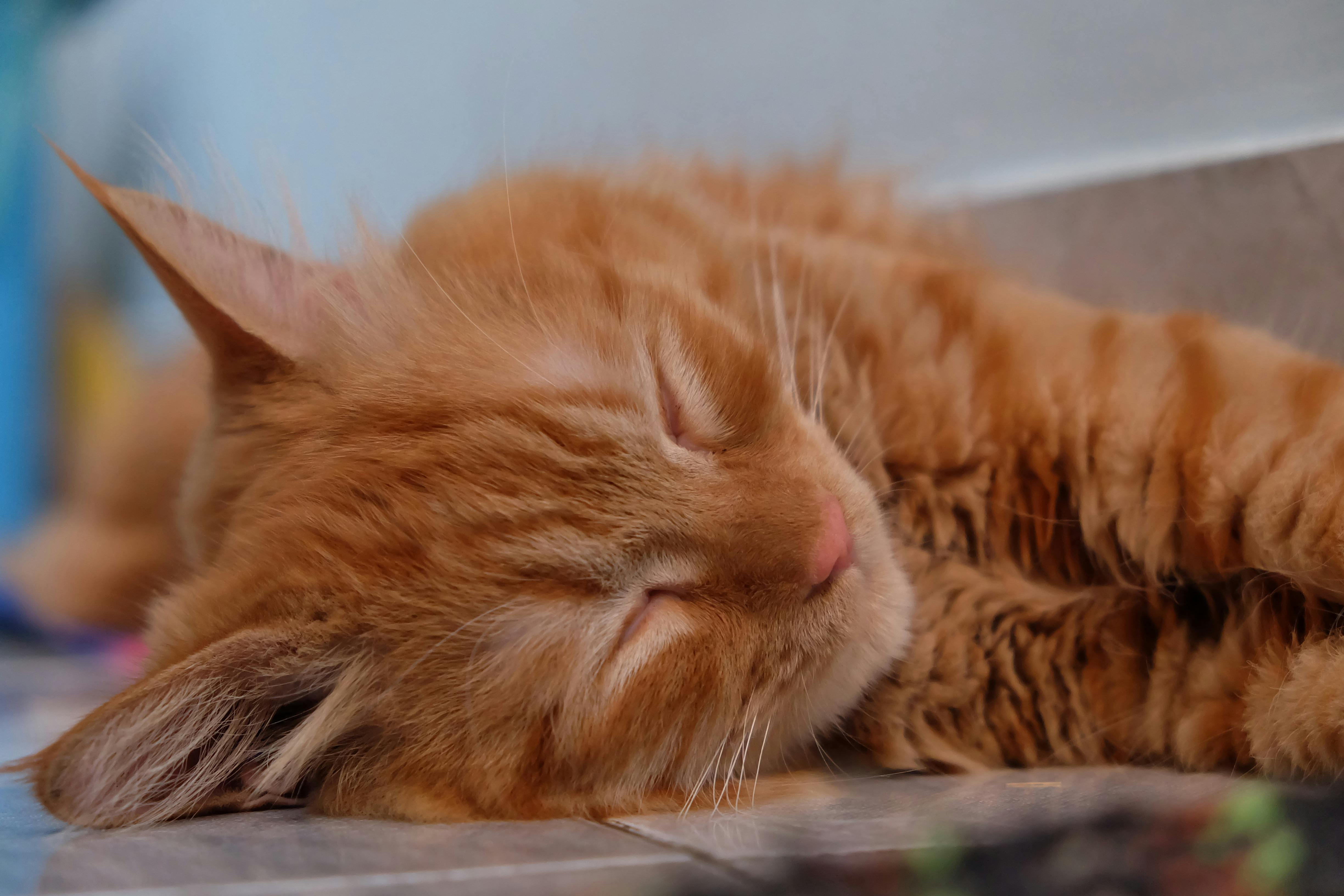 Why undisturbed sleep is important to brain injury recovery — Photo by Bacon bacon on Pexels