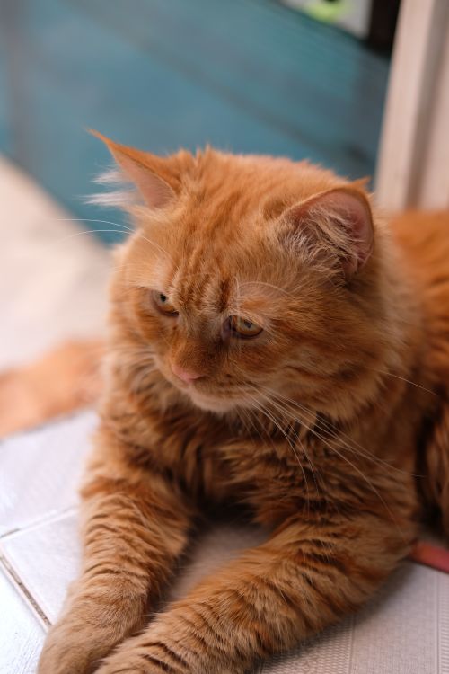 Free Charming ginger cat resting indoors with soft fur and calm demeanor. Stock Photo