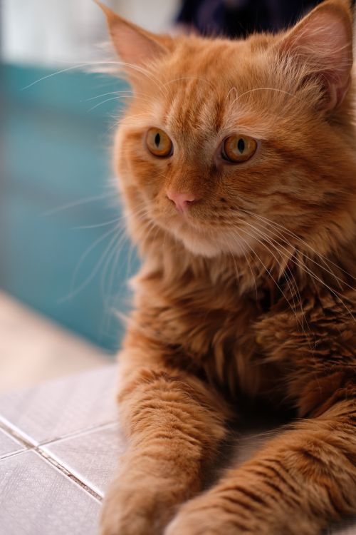 Close-Up Portrait of a Fluffy Orange Cat Indoors · Free Stock Photo