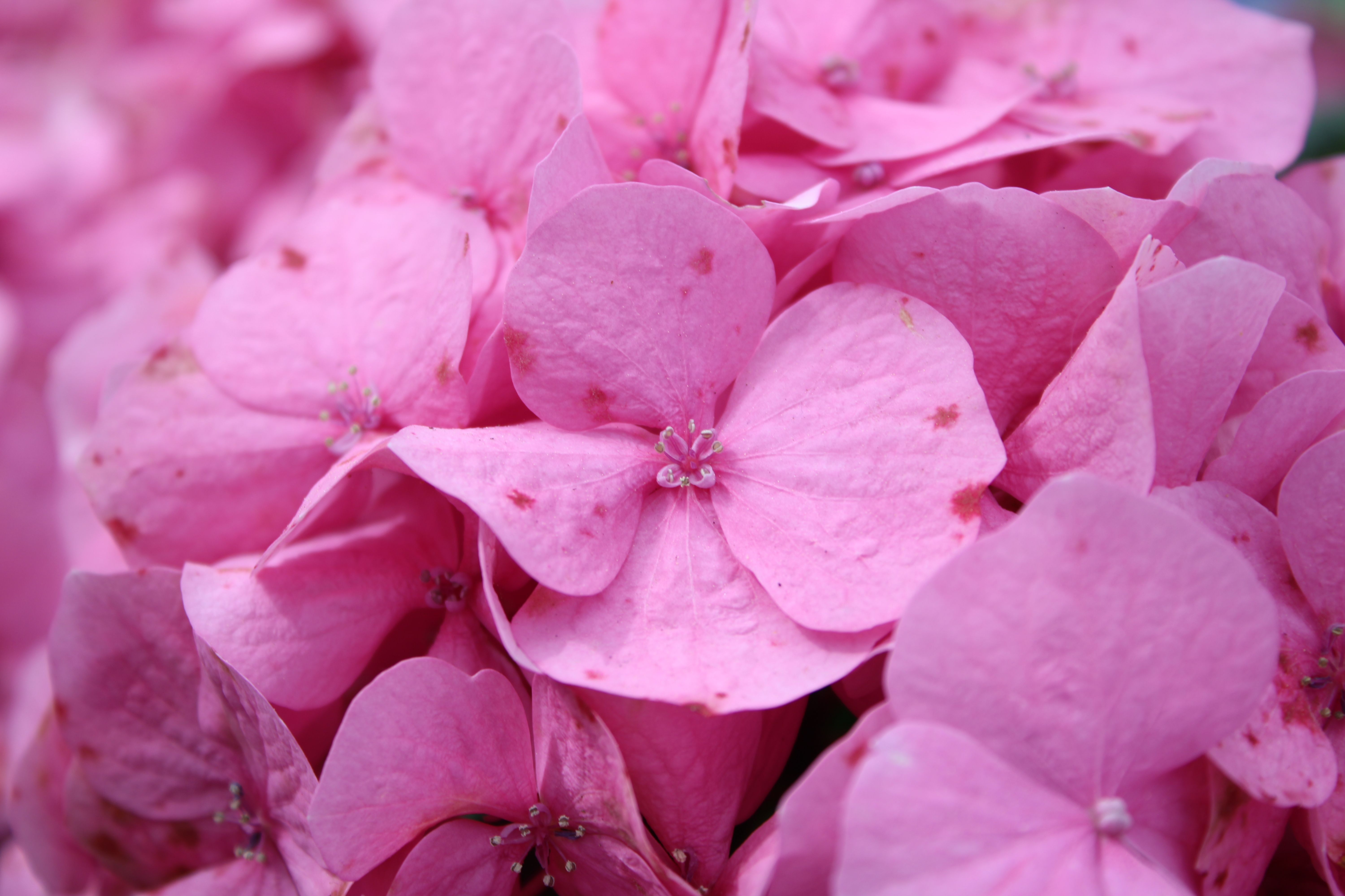 Close-up of Vibrant Pink Hydrangea Blooms · Free Stock Photo