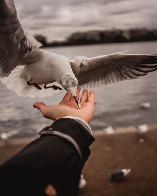 A seagull gracefully lands on a person's hand, set against a beach backdrop, showcasing nature's interaction.
