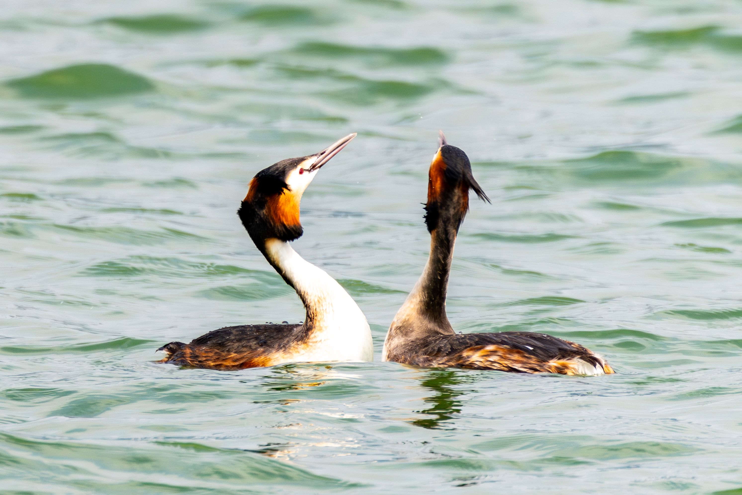 Two Great Crested Grebes engaged in a courtship display on a serene lake.