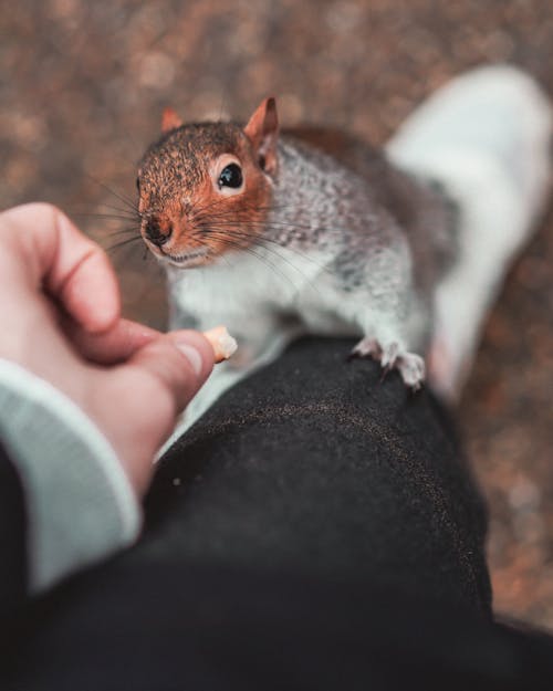 Free Brown Head Squirrel Holding On Person On Black Pants Stock Photo
