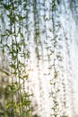 Serene Willow Tree Branches in Spring Light