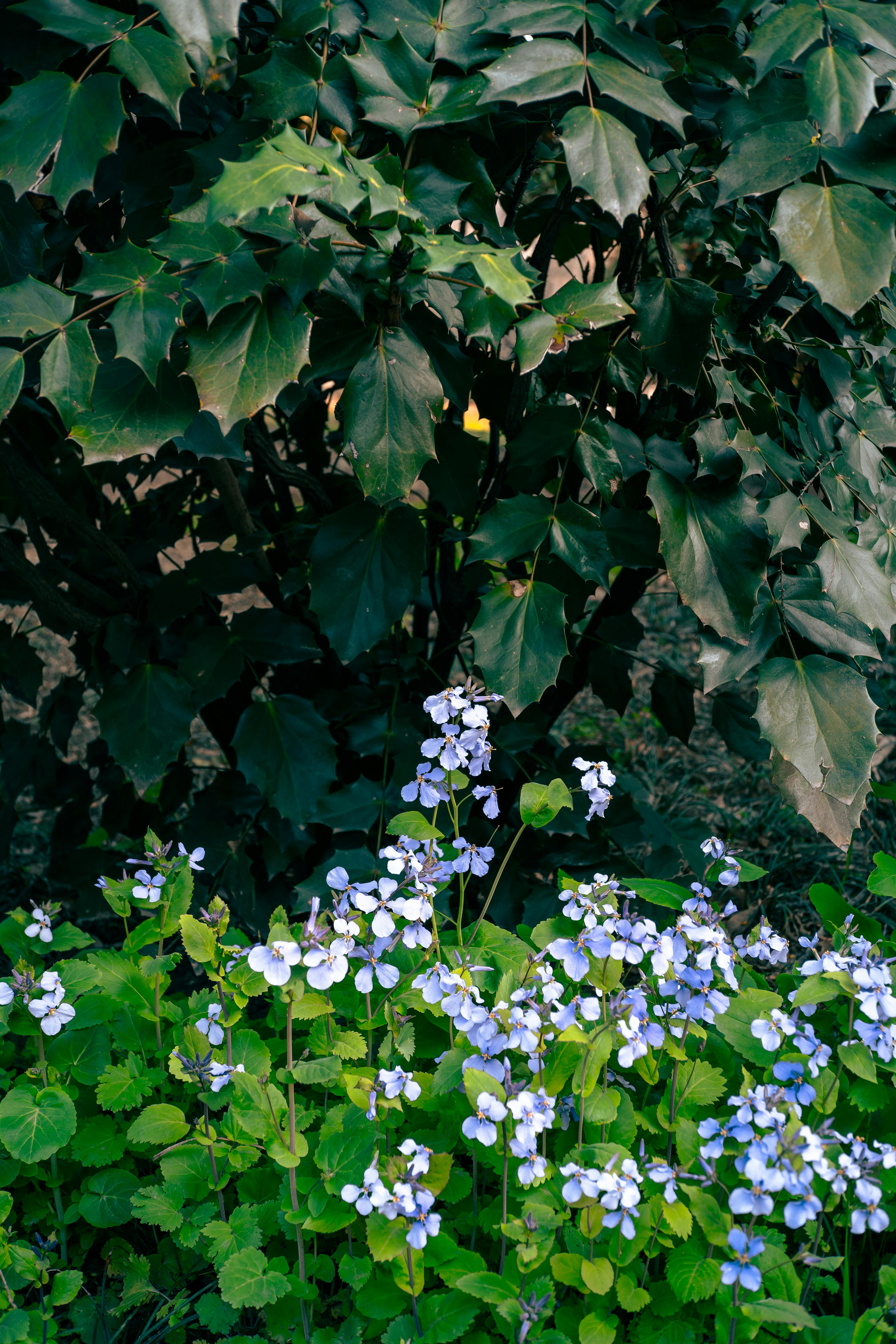 Gratis Immagine gratuita di asia, bellezza, botanica Foto a disposizione