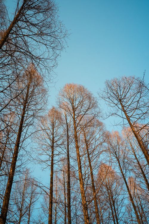 Free Tall leafless trees in Nanjing, Jiangsu, China reach towards a bright blue winter sky. Stock Photo
