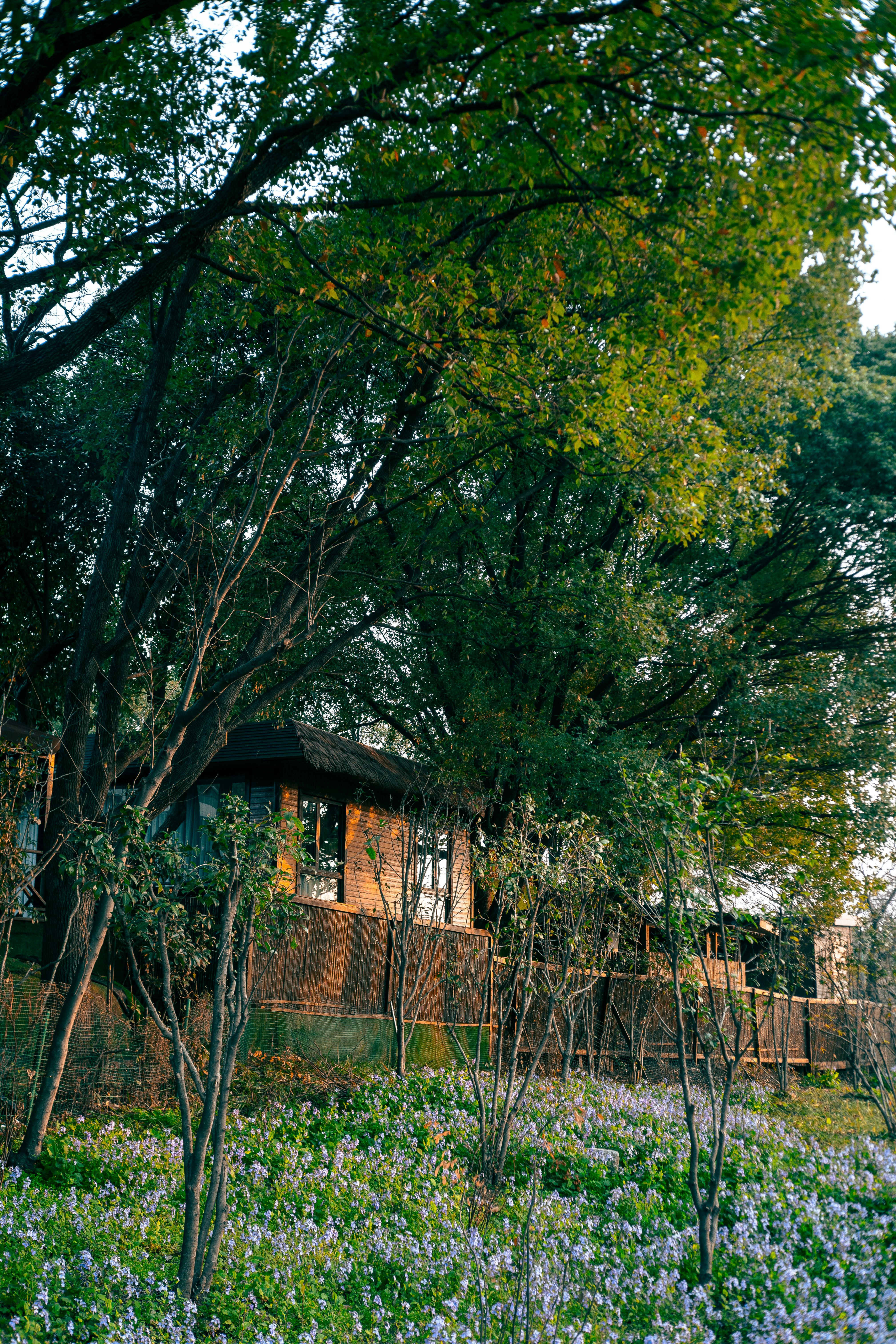 Tranquil Forest Cottage in Nanjing, China