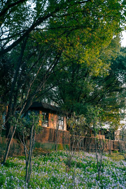 Free Serene forest scene with a cottage in Nanjing, surrounded by vibrant greenery. Stock Photo