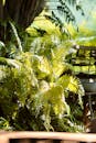Vibrant Fern Plants in Sunlit Garden Setting