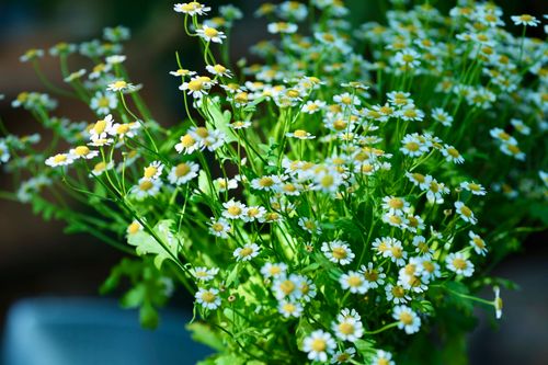 Free Bright and vivid close-up of blooming feverfew flowers with lush green leaves outdoors. Stock Photo