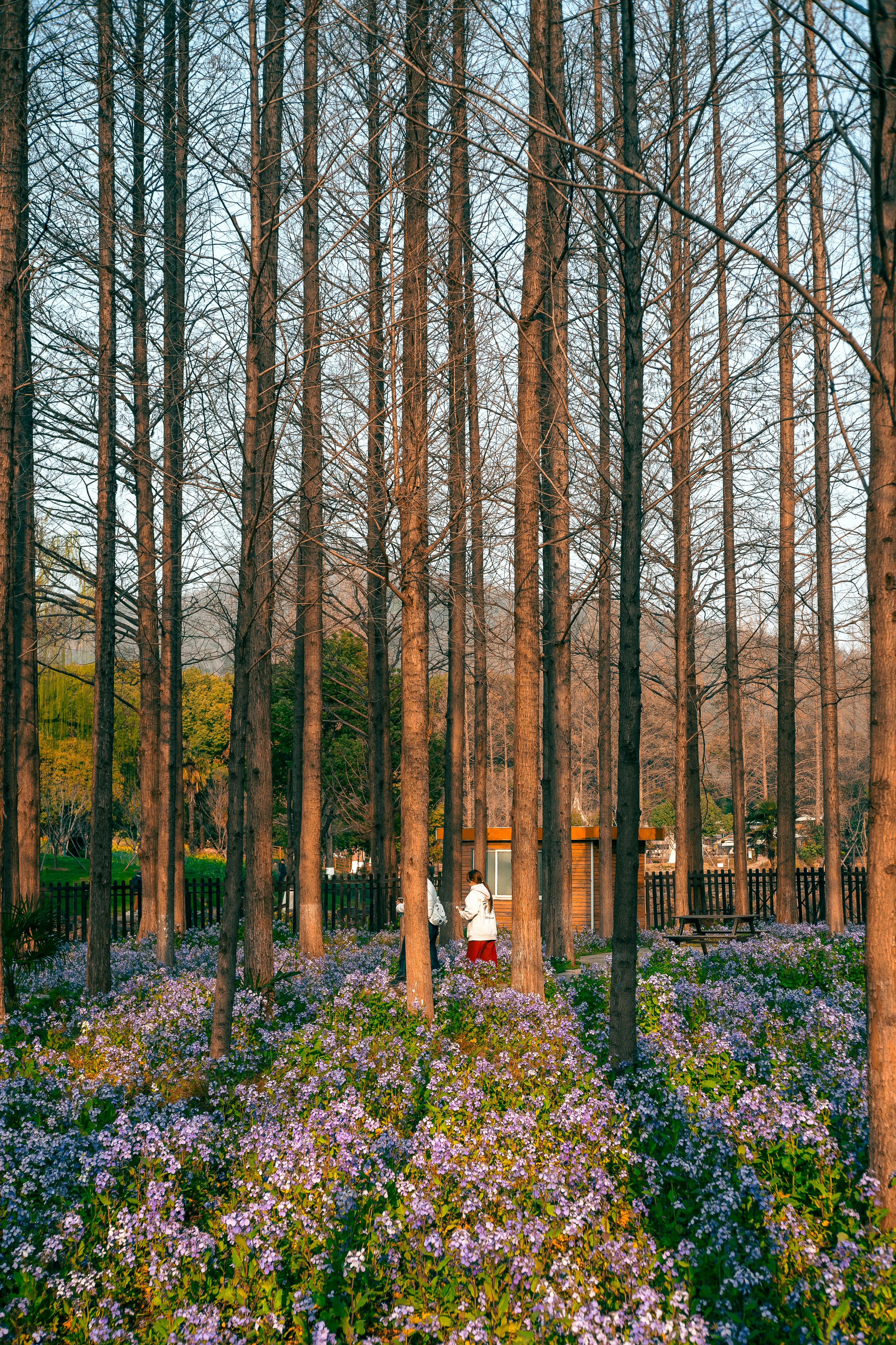 Tranquil Forest Scene with Blooming Flowers in Nanjing