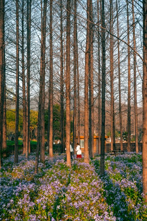 Tranquil Forest Scene with Blooming Flowers in Nanjing · Free Stock Photo