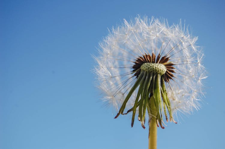 White Dandelion In Close Up Photography